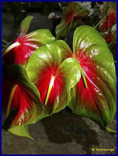 Anthurium