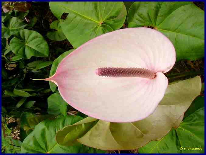 Anthurium