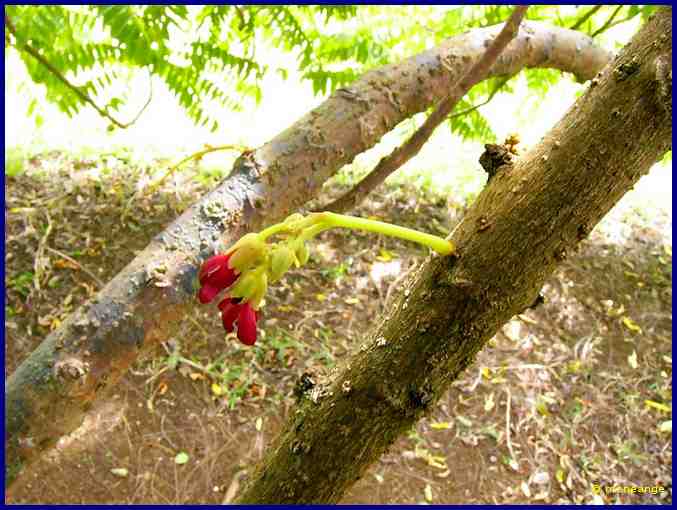 Bilimbi long