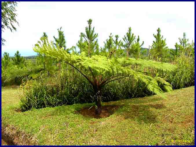 Fougére arborescente