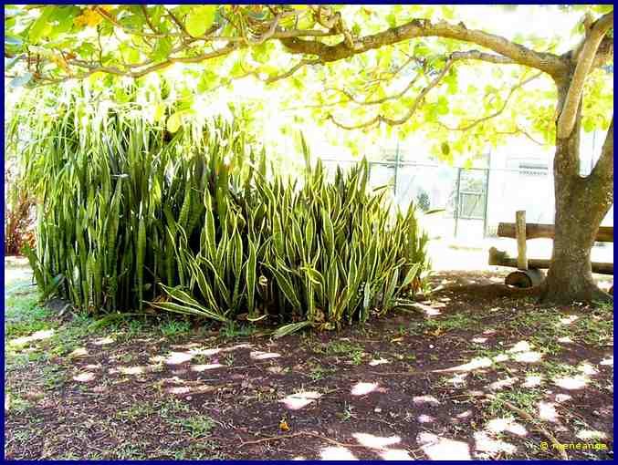Sanseveria