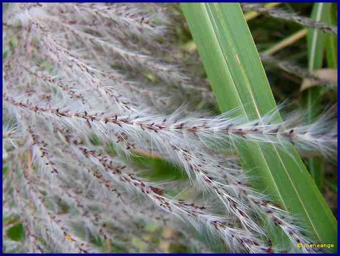 Fleurs de canne à sucre