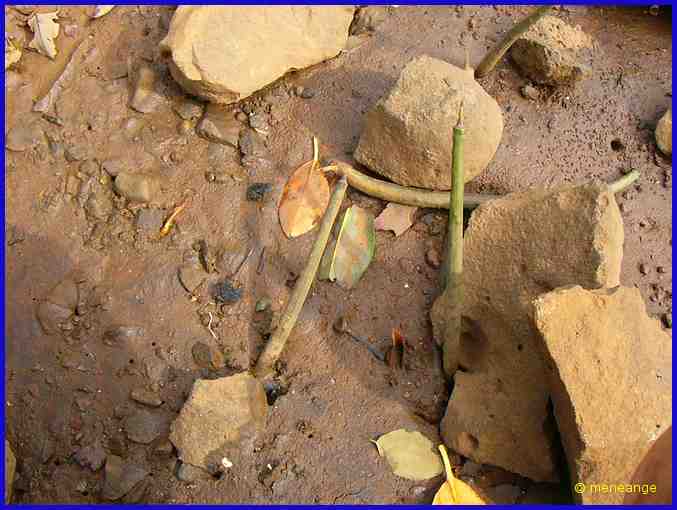 plantules