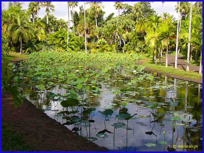 bassin aux lotus