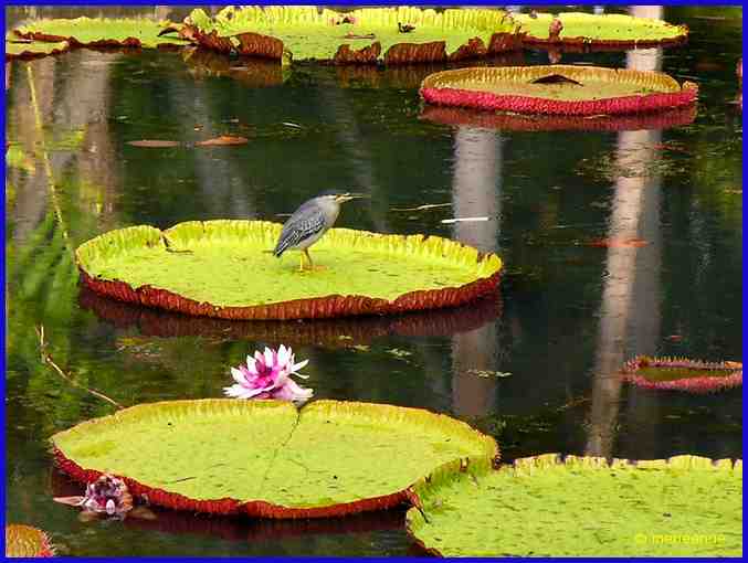 Victoria Amazonica