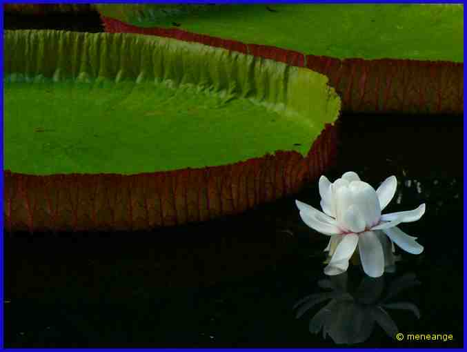 Victoria Amazonica