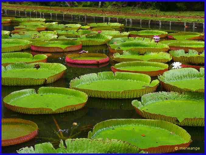Victoria Amazonica