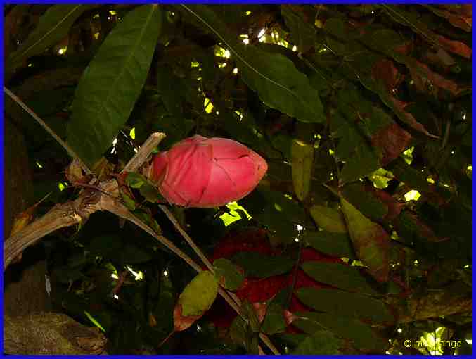 Brownea grandiceps