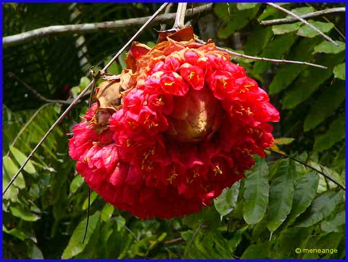 Brownea grandiceps