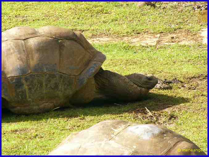 tortue terrestre