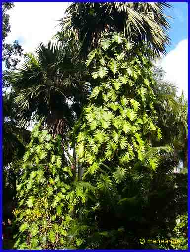 philodendron
