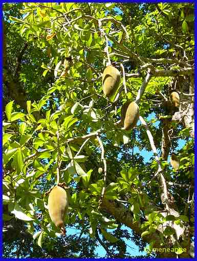 fruits