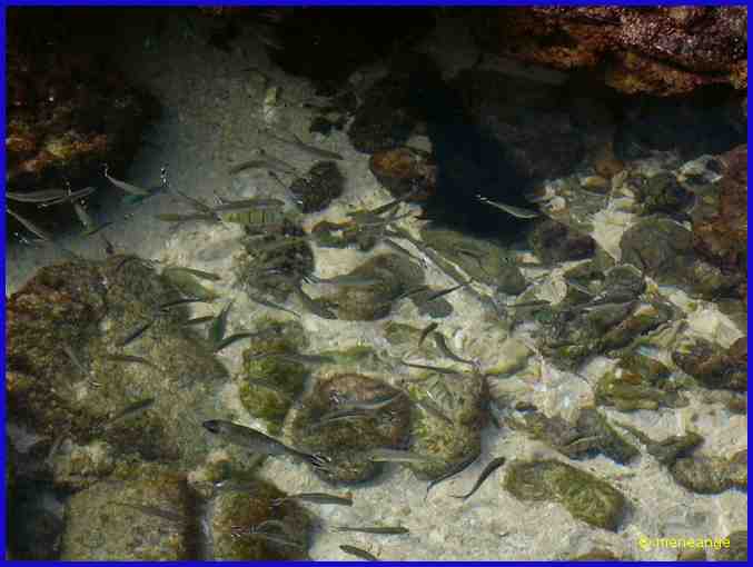 poissons