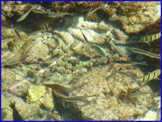 poissons