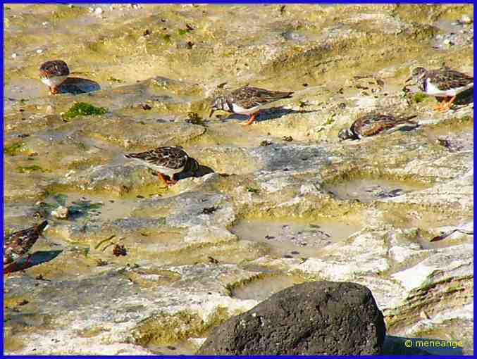 oiseaux de rivages
