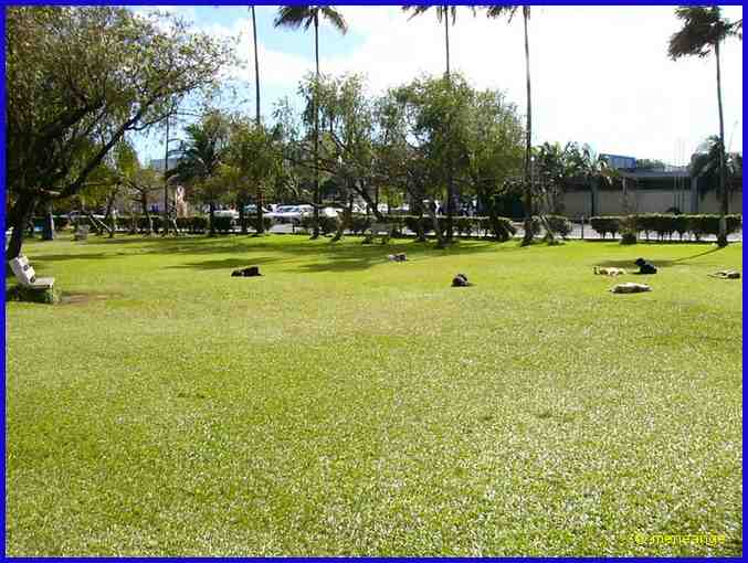 Curepipe